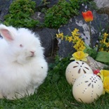 Blíže nespecifikovaný obrázek